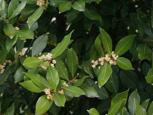 Bay leaves - Earth.Air.Fire.Water Organics